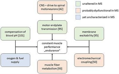 The pathophysiology of motor fatigue and fatigability in multiple sclerosis